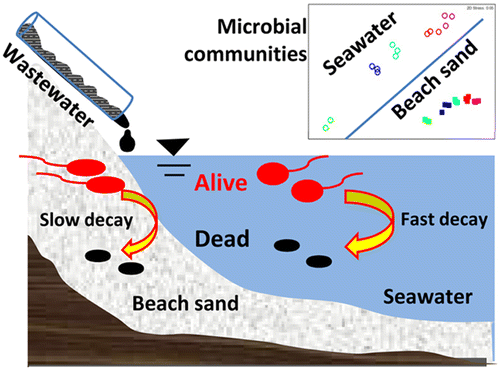 The decay of fecal indicator bacteria and the change of microbial community structure were slower in beach sand than in seawater. Photo credit:  ACS