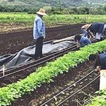 Laborers working a field with vegetables