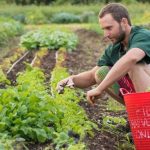 A man picking crops in a garden