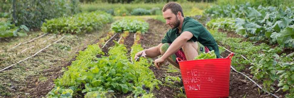 A Man Picking Crops In A Garden